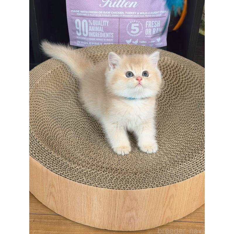 趙彤ブリーダーの詳細