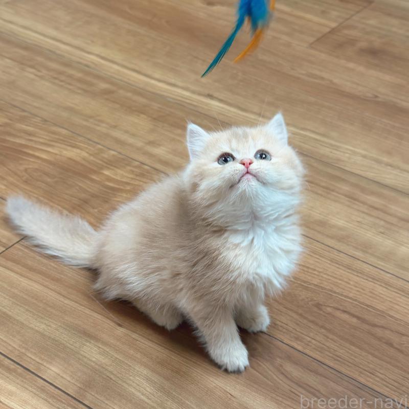 趙彤ブリーダーの詳細