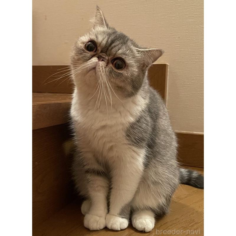 佐々木理絵ブリーダーの詳細の1枚目