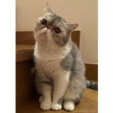 佐々木理絵ブリーダー