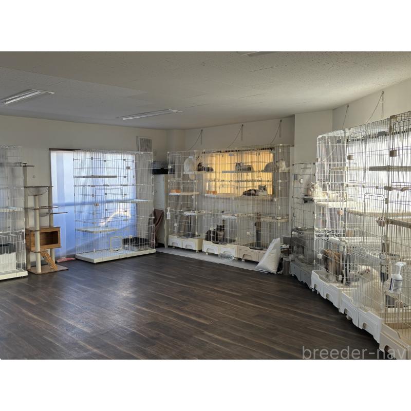 及川聖果ブリーダーの詳細