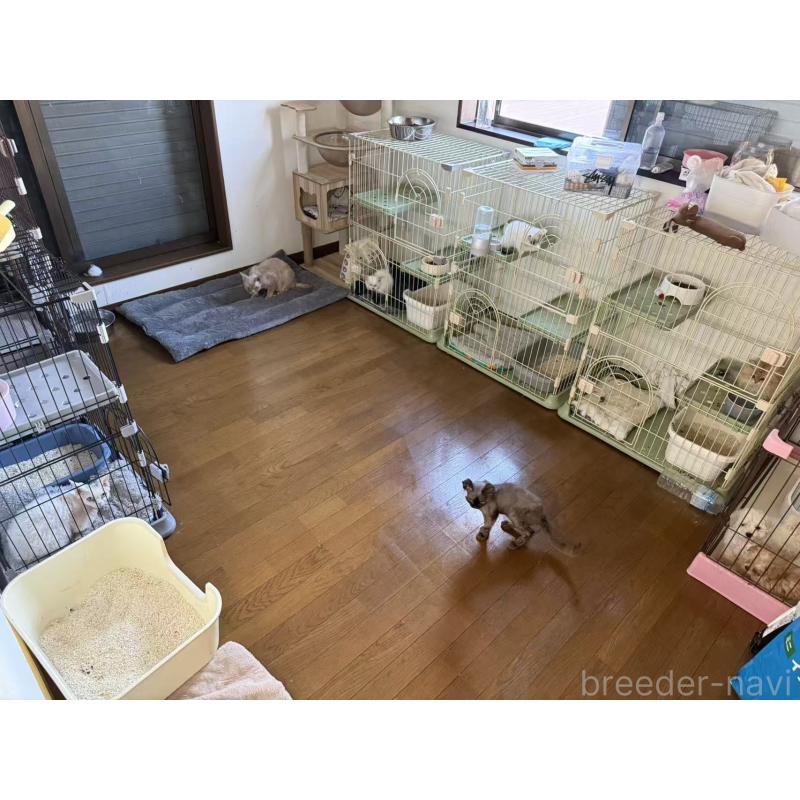 五十嵐雅治ブリーダーの詳細