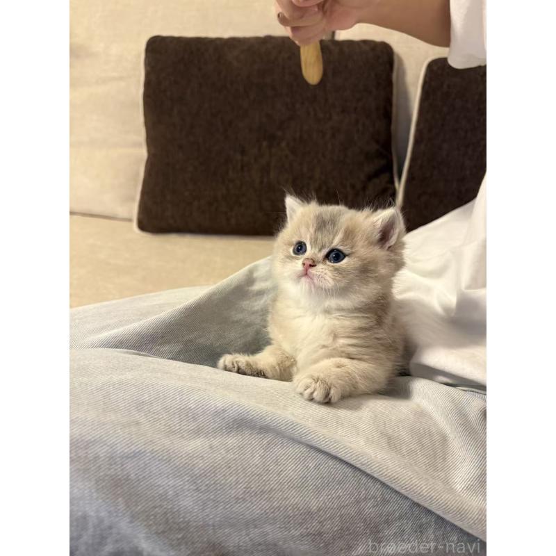 WANGSHENGYUブリーダーの詳細の1枚目