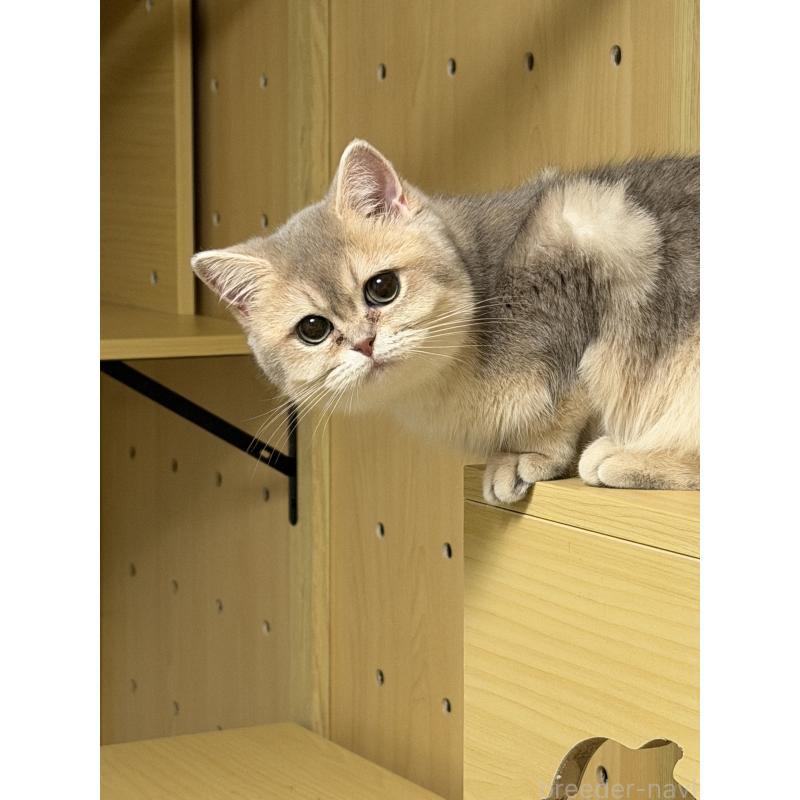 WANGSHENGYUブリーダーの詳細