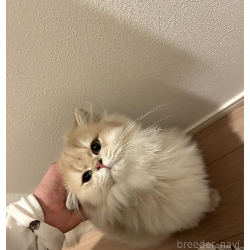 金海奇聖ブリーダーの詳細