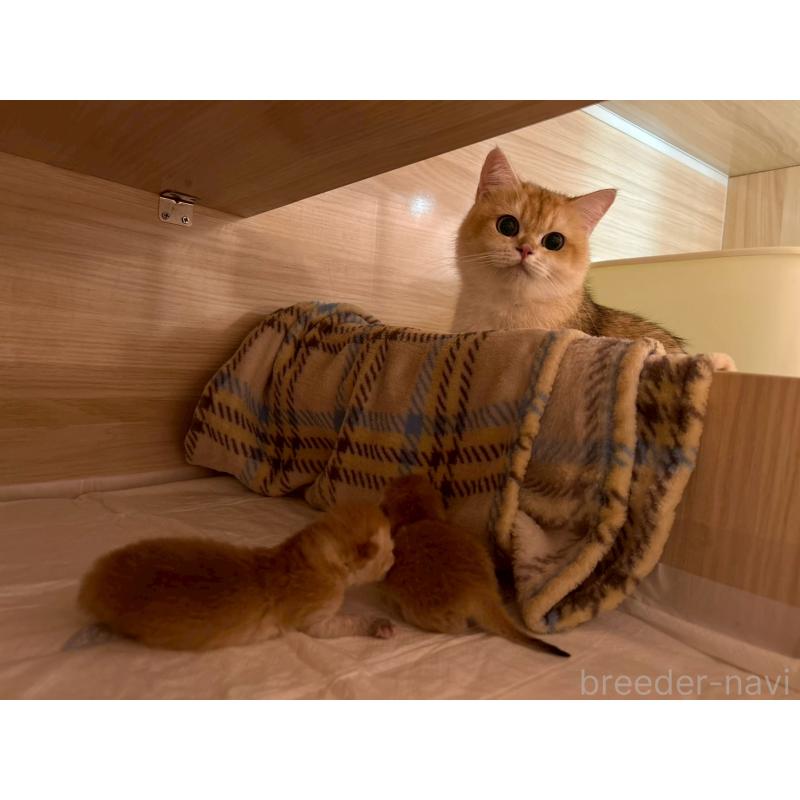 金海奇聖ブリーダーの詳細