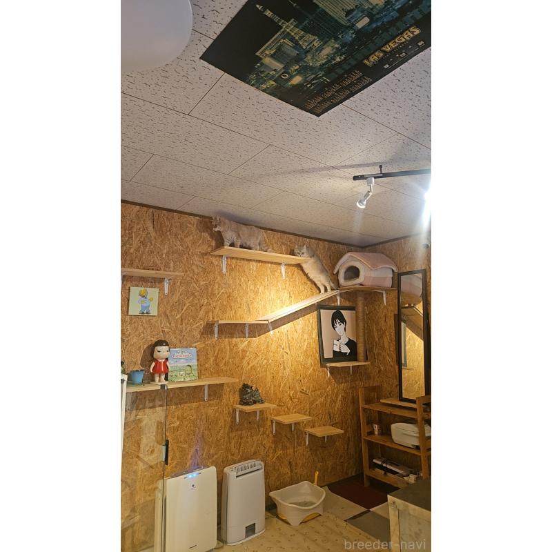 金咲亜依ブリーダーの詳細