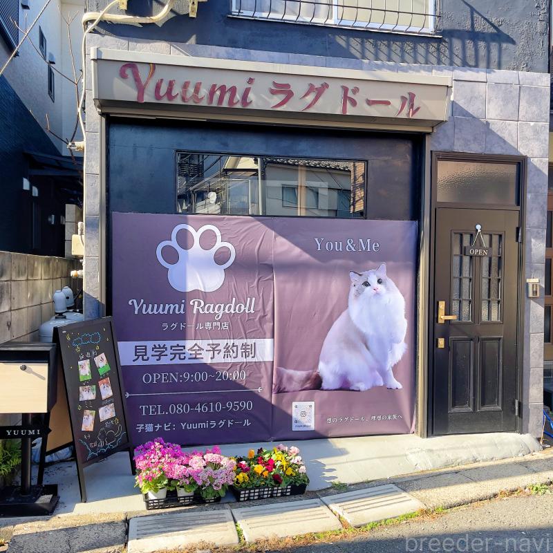Yuumiラグドールブリーダーの詳細