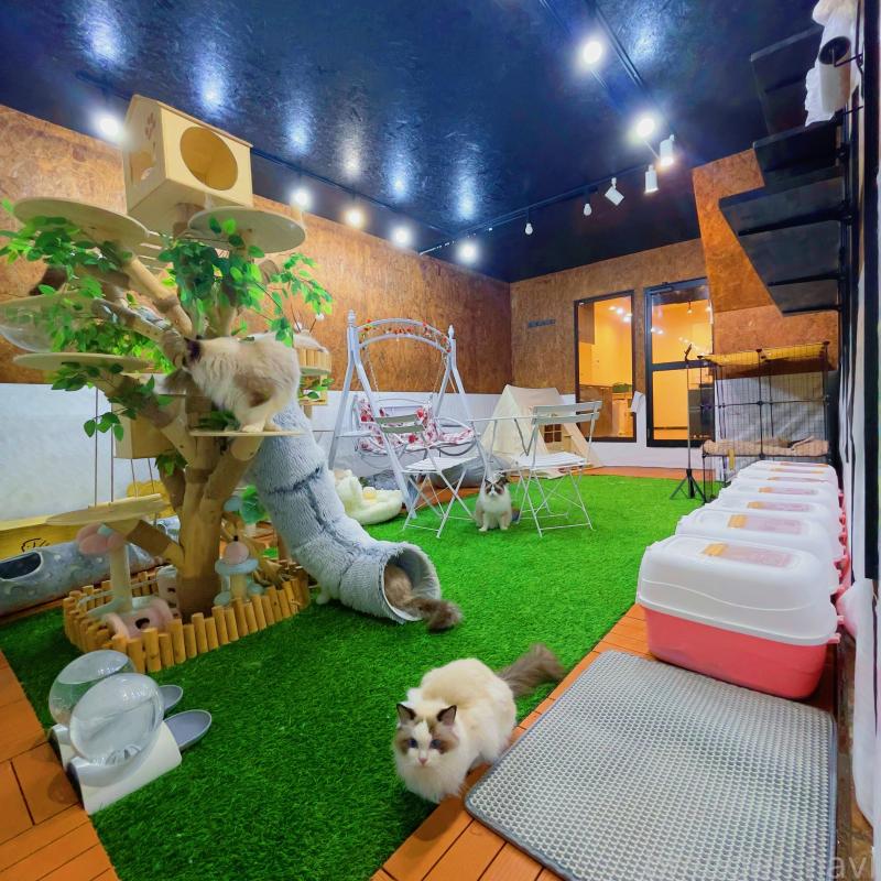 Yuumiラグドールブリーダーの詳細