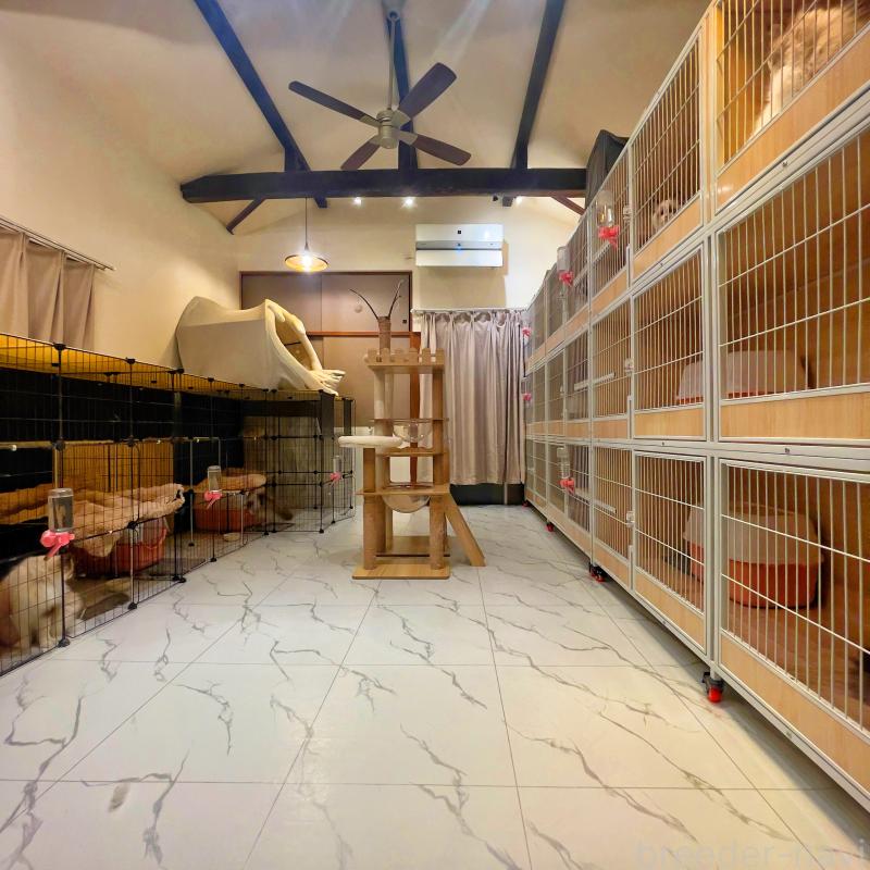 Yuumiラグドールブリーダーの詳細