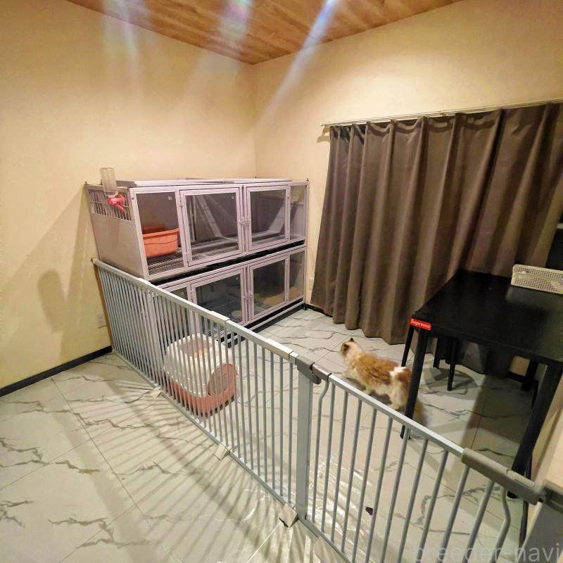 Yuumiラグドールブリーダーの詳細