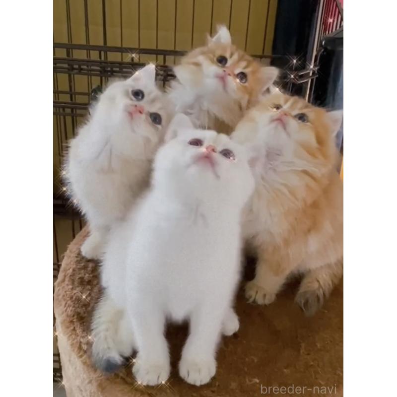 田中秀幸ブリーダーの詳細