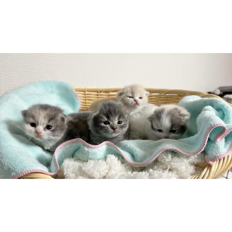 亀田麗花ブリーダーの詳細