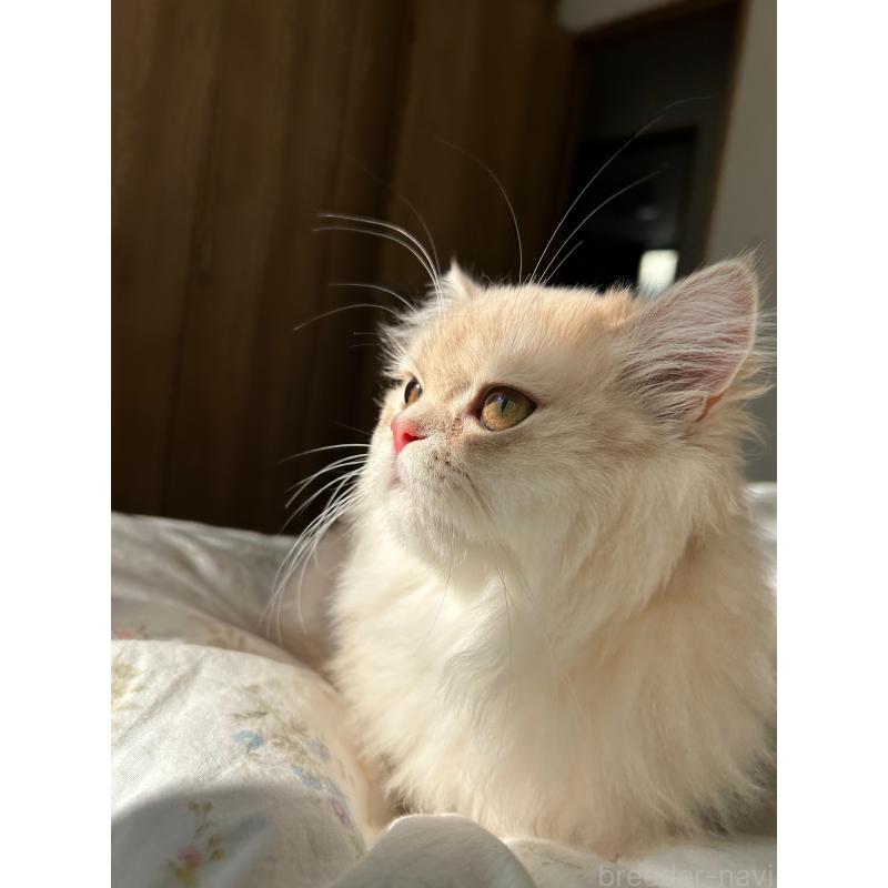 金海奇聖ブリーダーの詳細