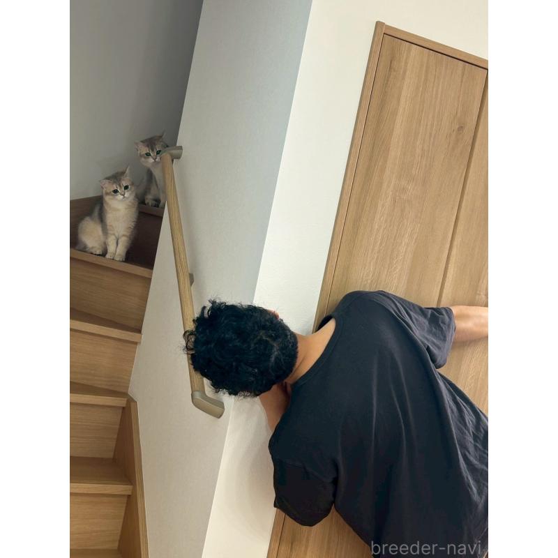 金海奇聖ブリーダーの詳細