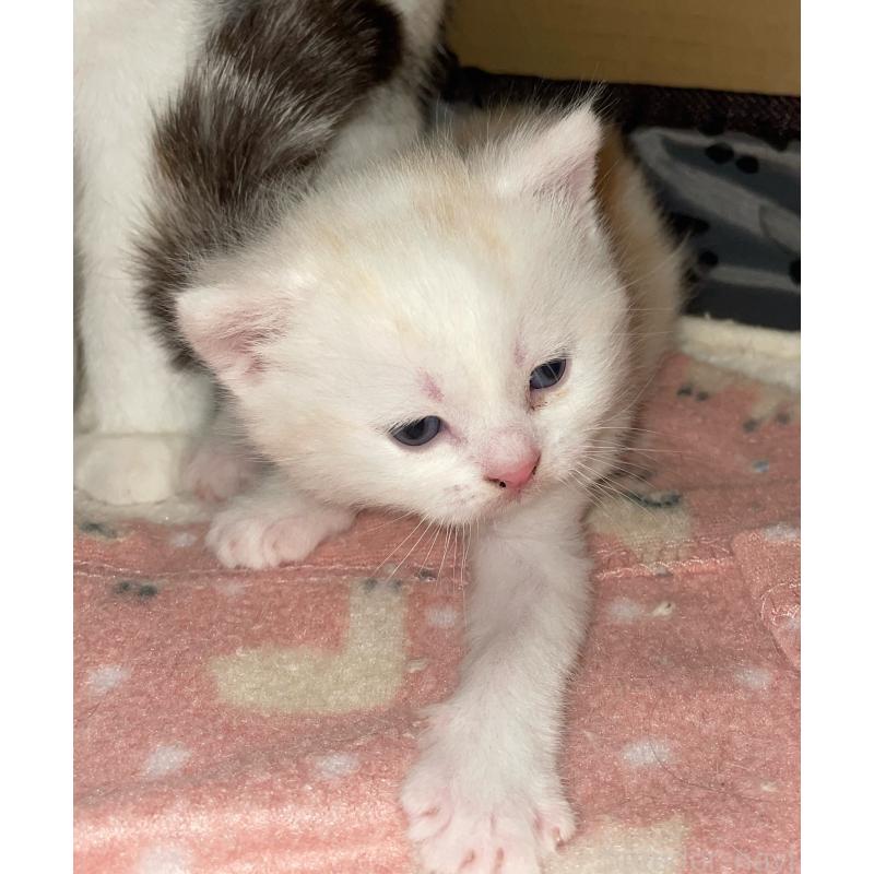 井戸川貴美子ブリーダーの詳細