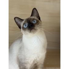 宮小平ブリーダー