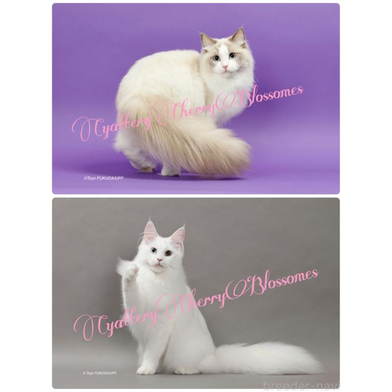 小野浩乃ブリーダーの詳細の1枚目