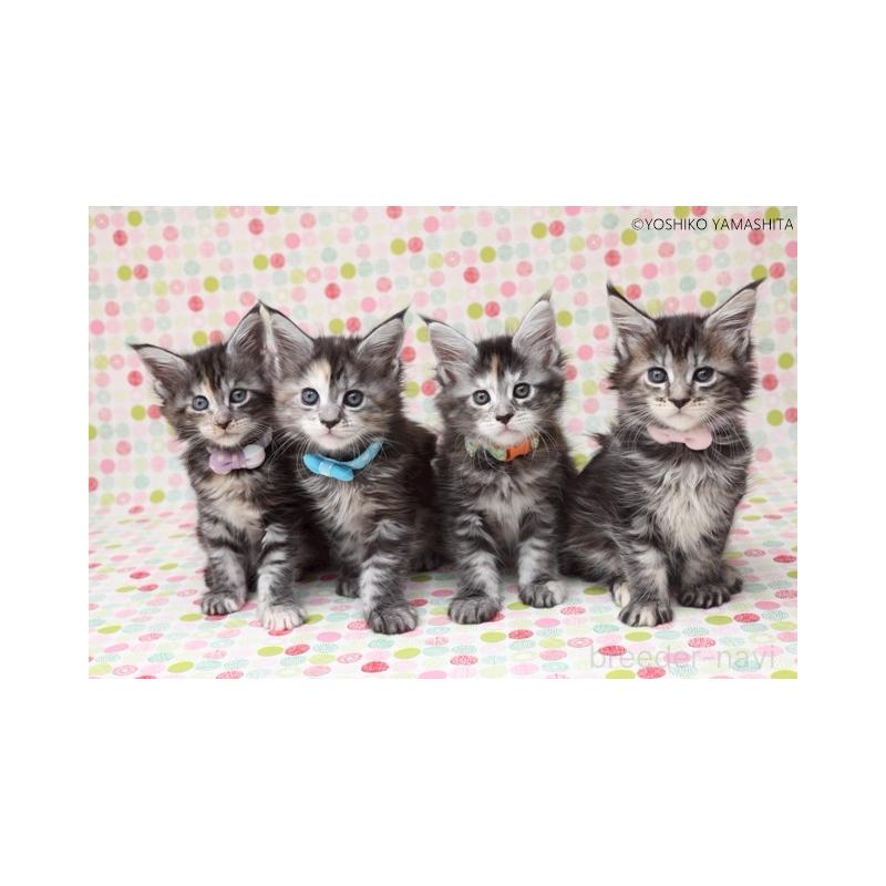 小野浩乃ブリーダーの詳細