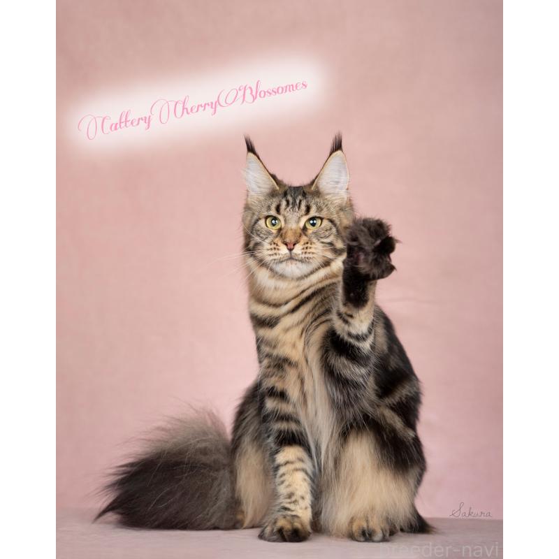 小野浩乃ブリーダーの詳細