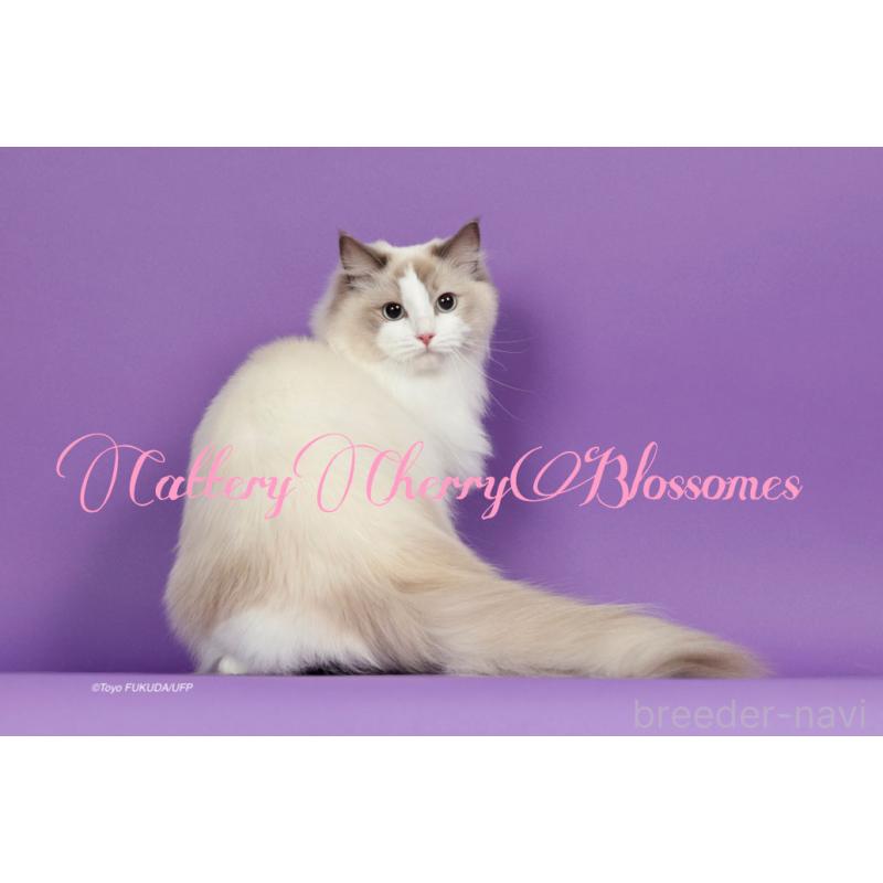 小野浩乃ブリーダーの詳細