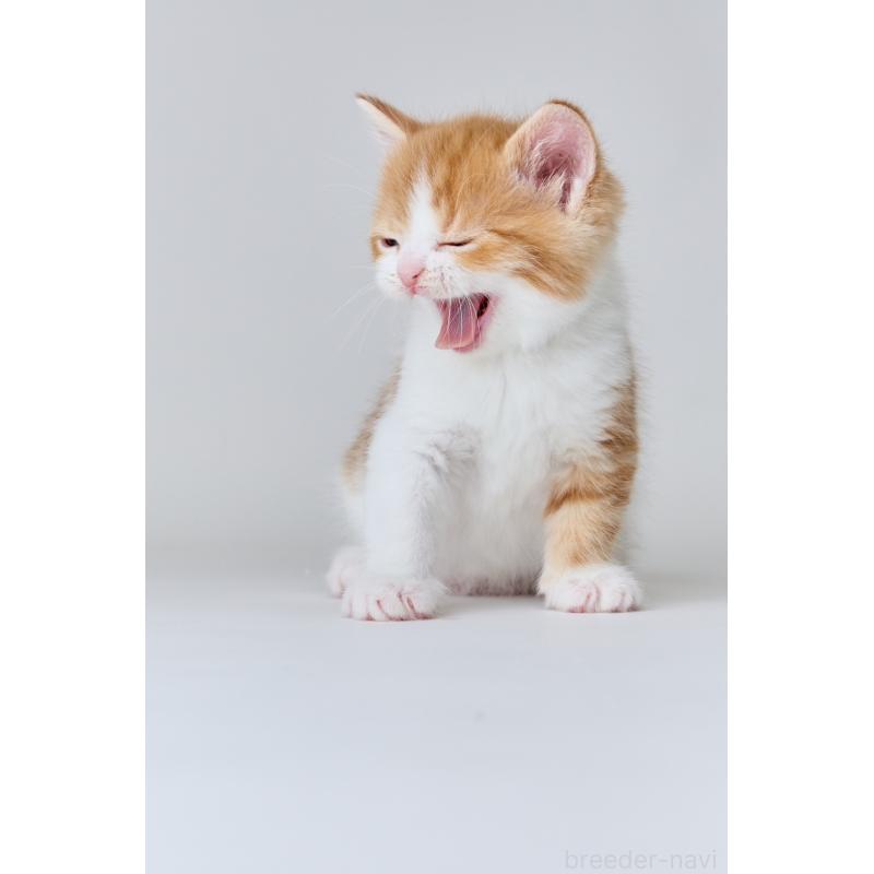 持田みいあブリーダーの詳細