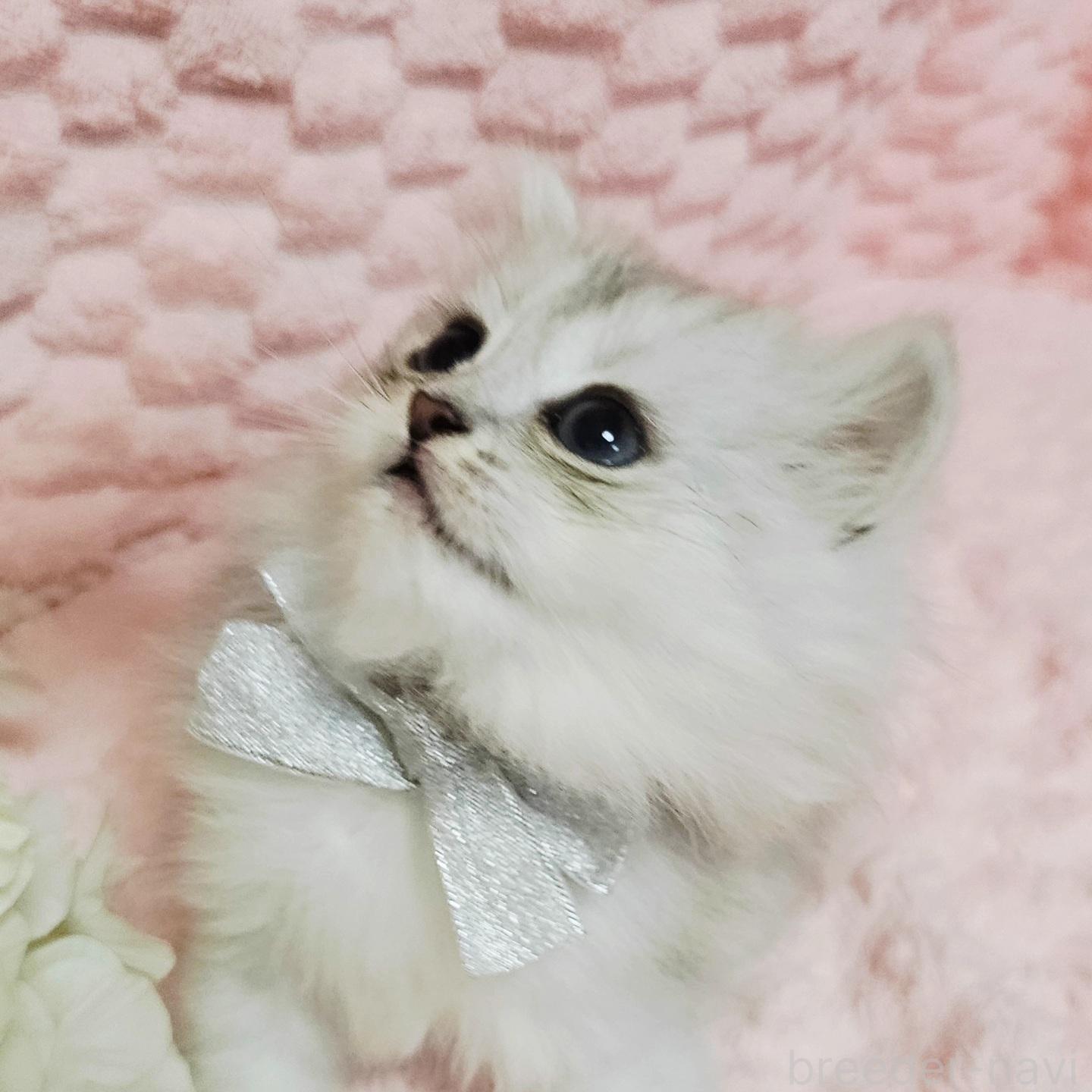 2022年最新】ペルシャ猫（チンチラ）の値段相場・価格の違い | ネコマガ