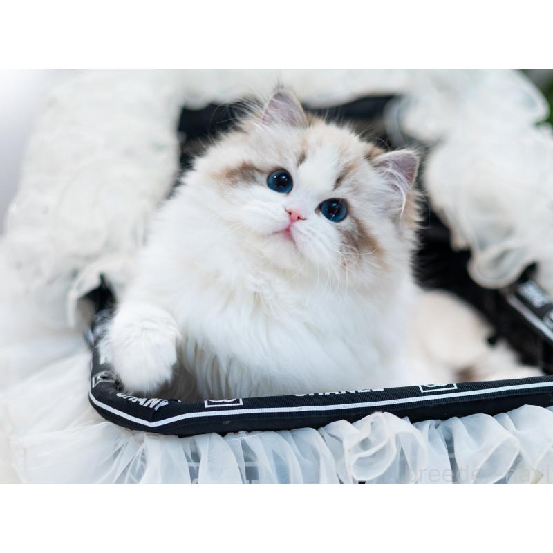 王麒奇ブリーダーの詳細の1枚目