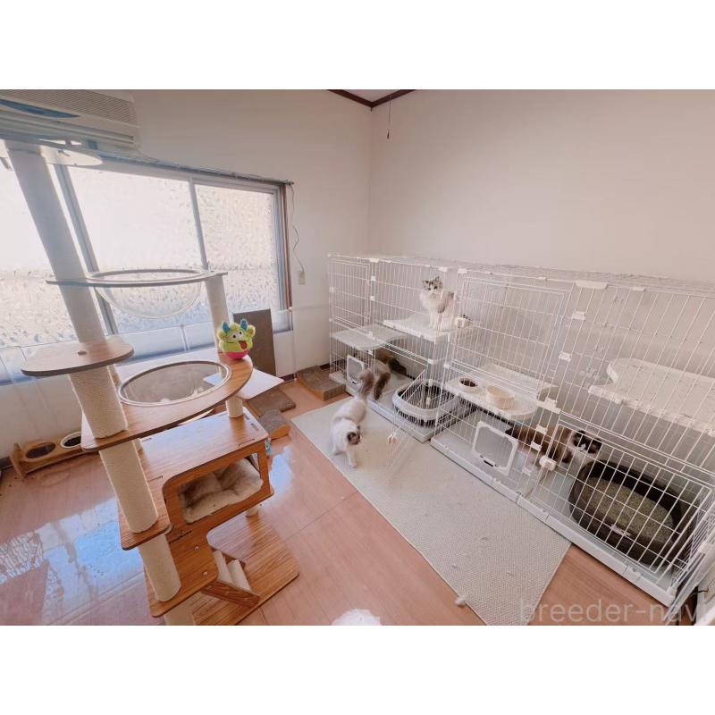 王麒奇ブリーダーの詳細