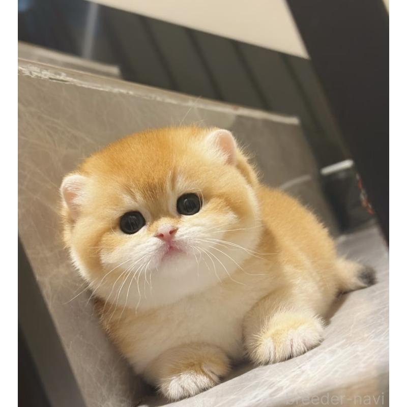 元吉株式会社ブリーダーの詳細の1枚目