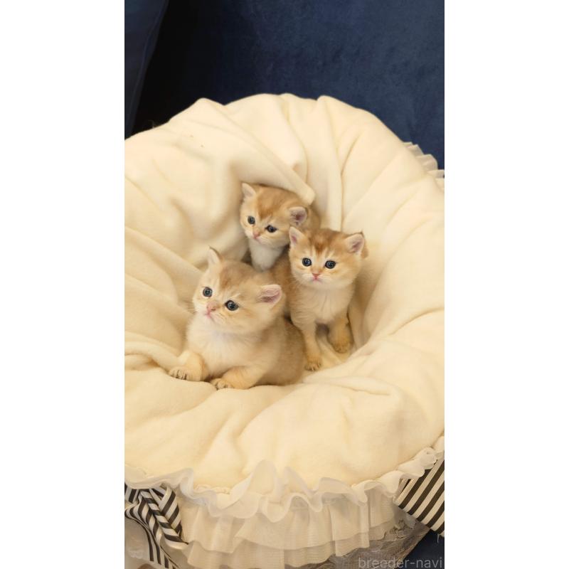 土居秀子ブリーダーの詳細の1枚目