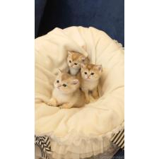 土居秀子ブリーダー