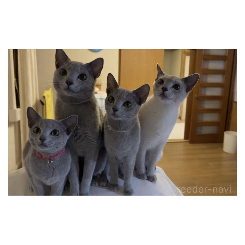 愛甲直江ブリーダーの詳細の1枚目