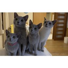 愛甲直江ブリーダー