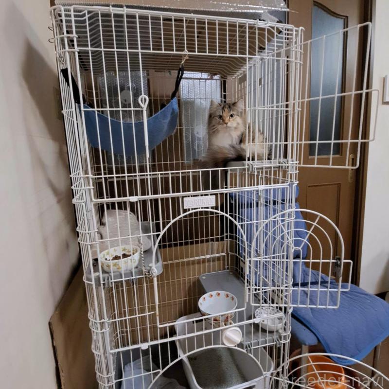 青塚信弘ブリーダーの詳細