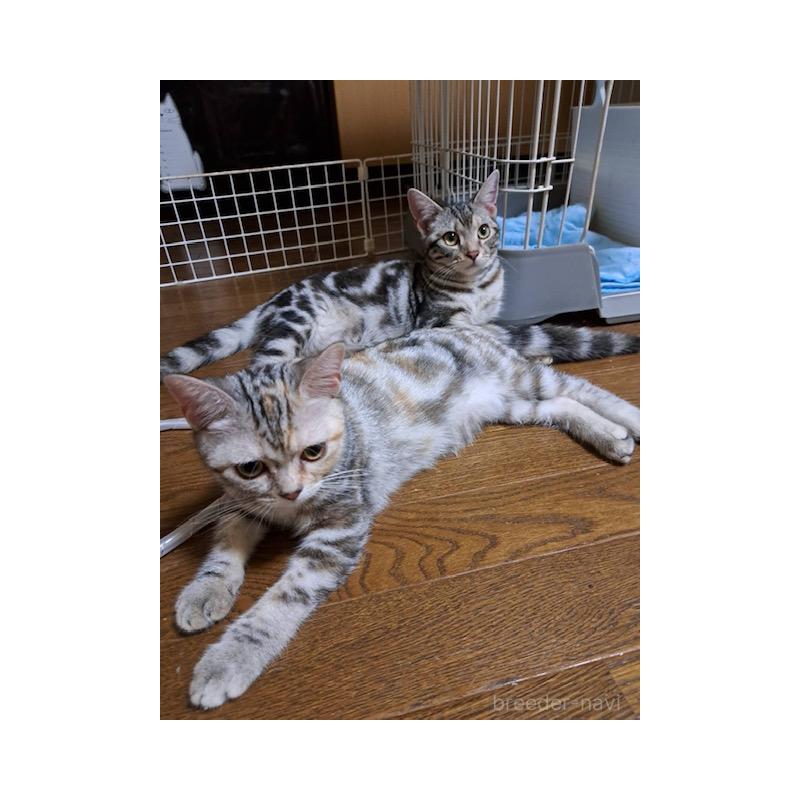 青塚信弘ブリーダーの詳細