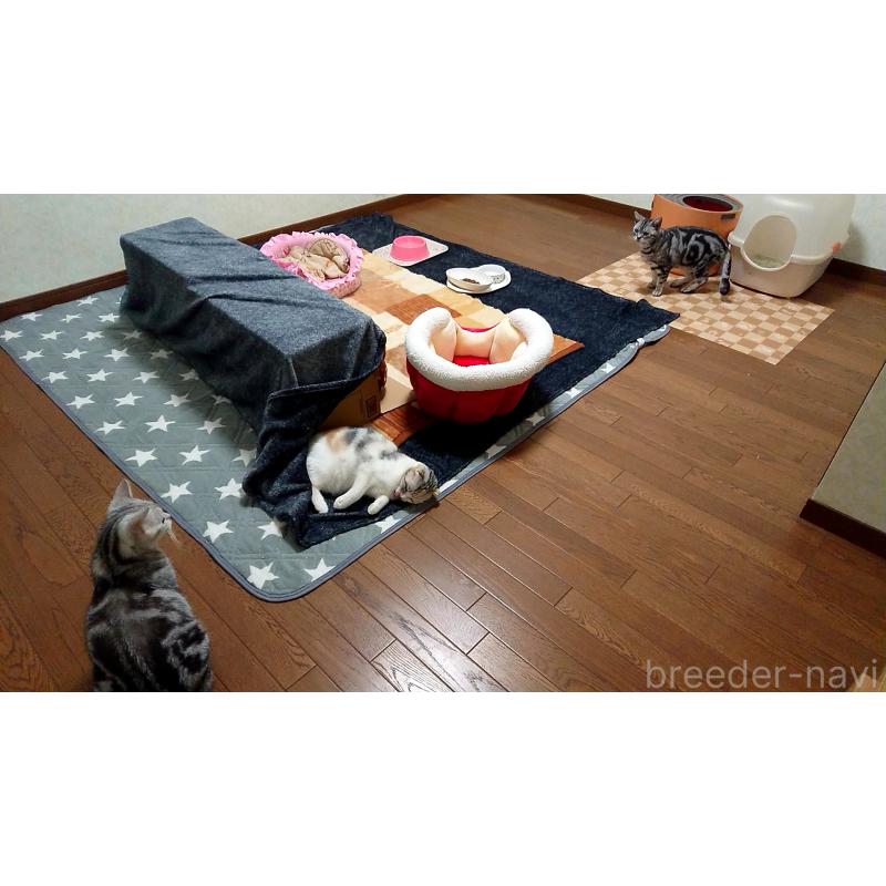 青塚信弘ブリーダーの詳細