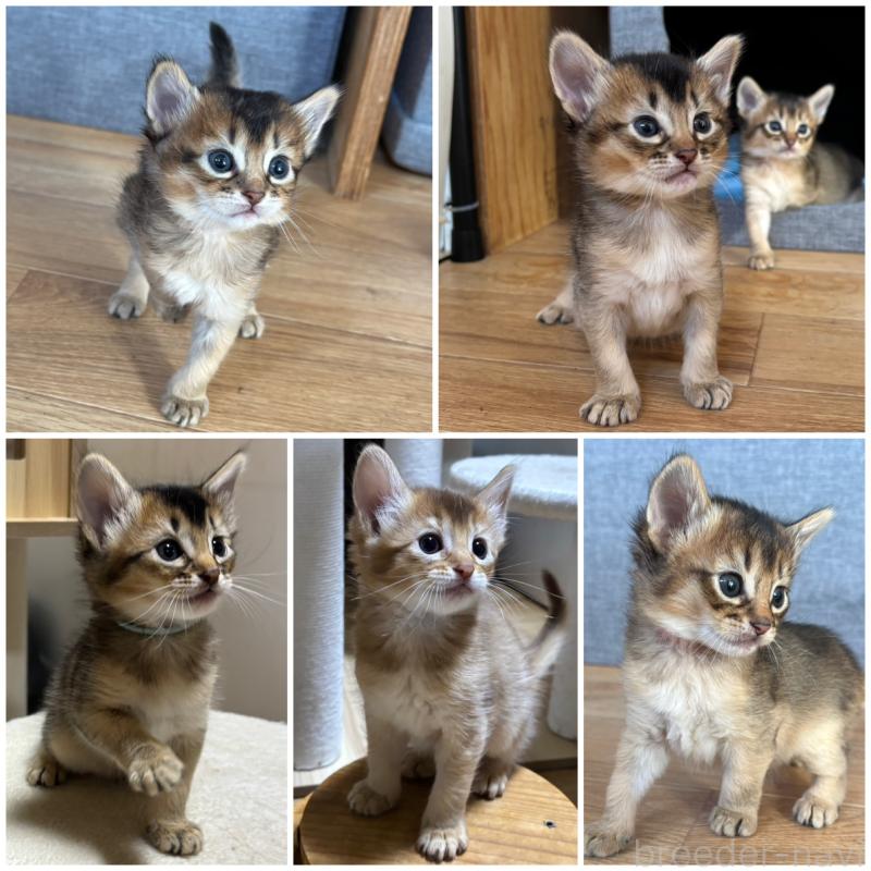 福田妙子ブリーダーの詳細の1枚目