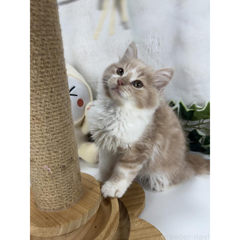 小澤昌伸ブリーダーの詳細