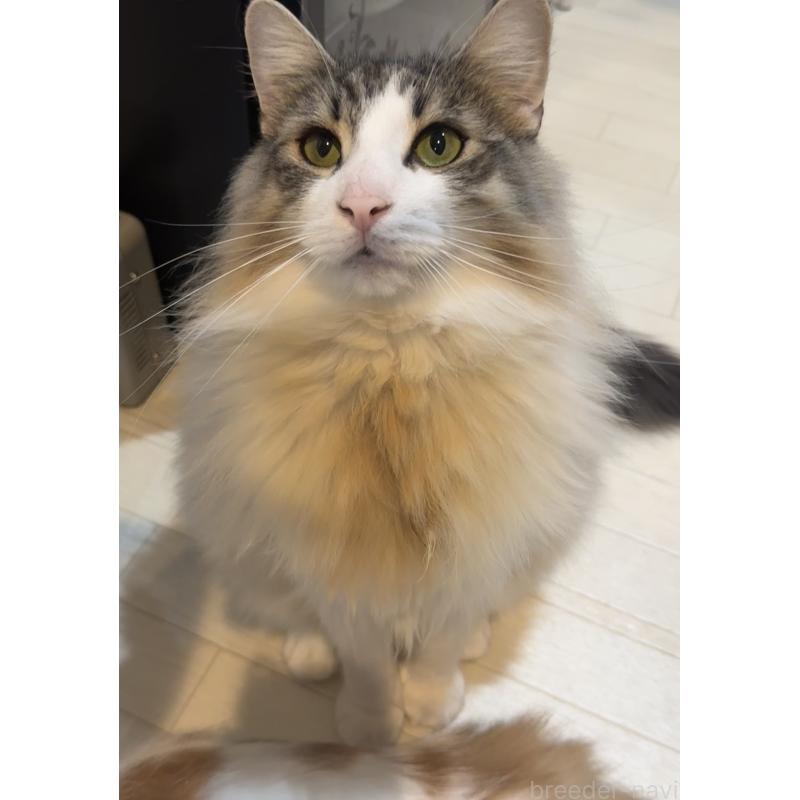 小澤昌伸ブリーダーの詳細