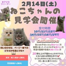 朝比奈杏奈ブリーダー