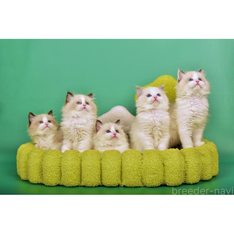 生田静真ブリーダーの詳細