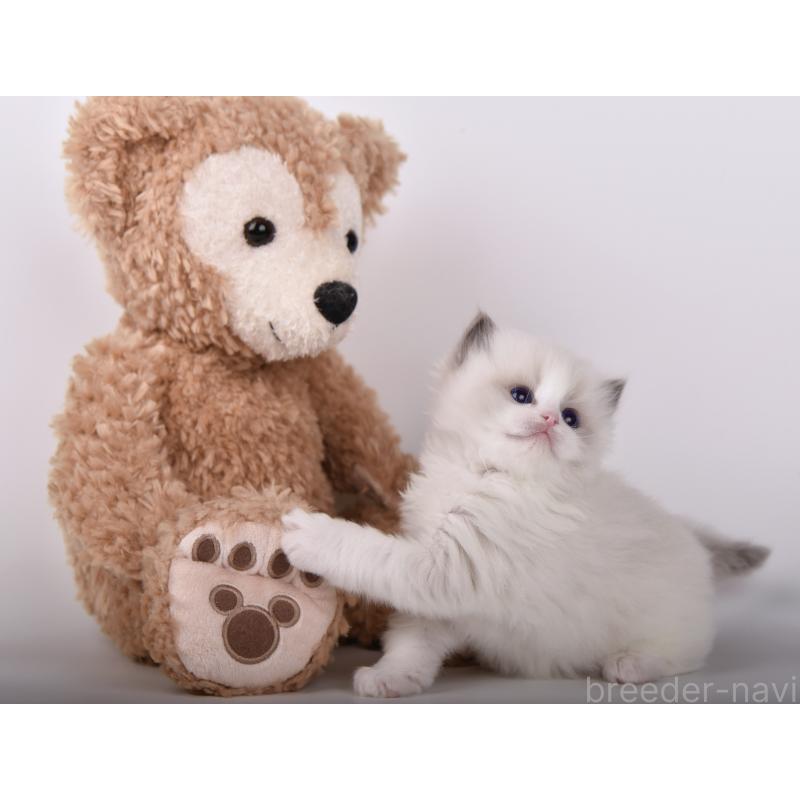 生田静真ブリーダーの詳細