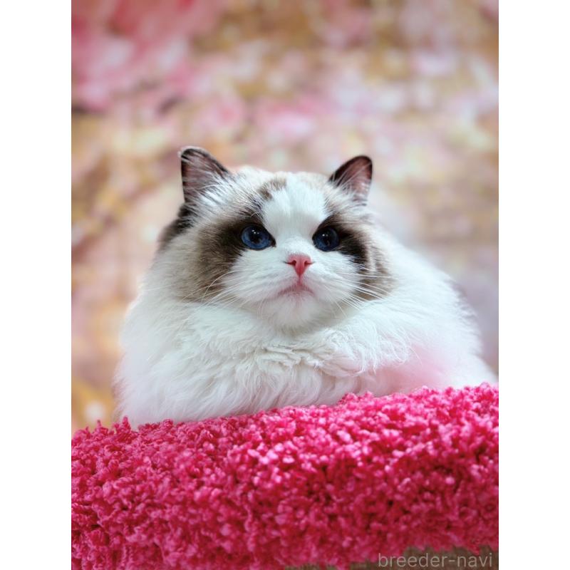 王麒奇ブリーダーの詳細の1枚目