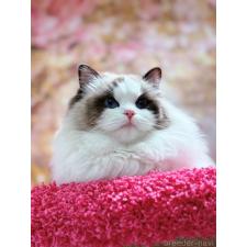 王麒奇ブリーダー