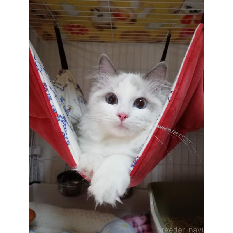 松本洋子ブリーダーの詳細の1枚目