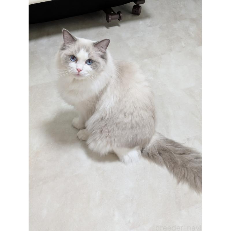 松本洋子ブリーダーの詳細