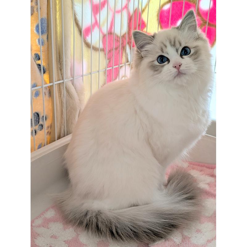 松本洋子ブリーダーの詳細