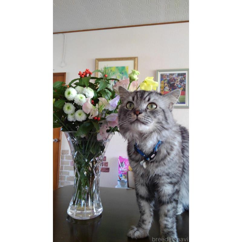 細井芳恵ブリーダーの詳細