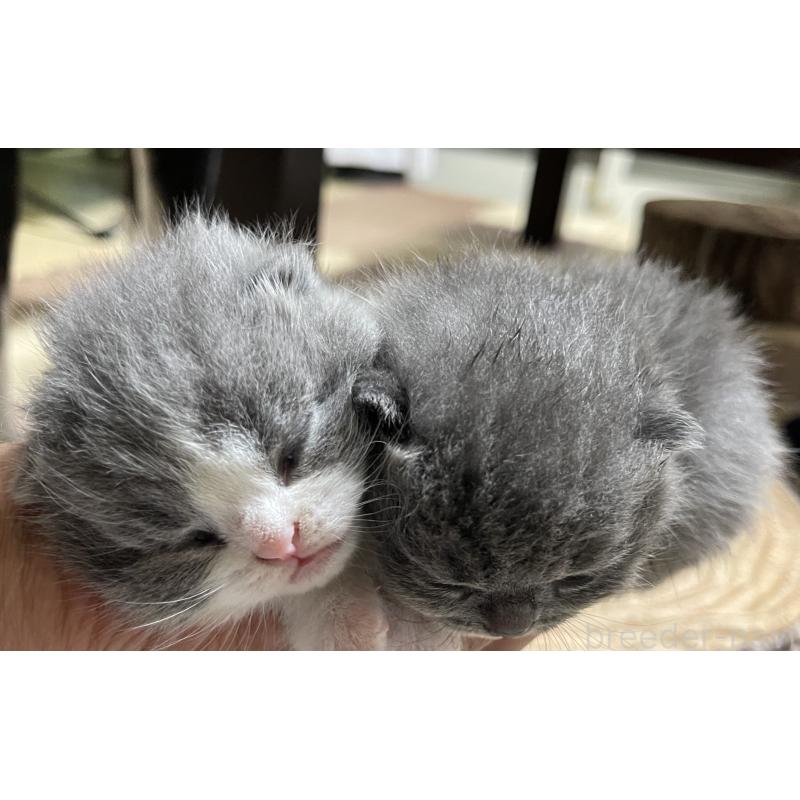 藤田美保ブリーダーの詳細